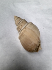 Buccinanops cochlidium