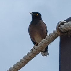 Acridotheres tristis