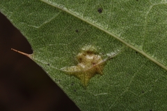 Polystepha pustuloides