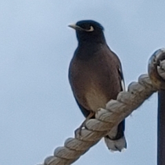 Acridotheres tristis