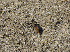Eccritosia rubriventris