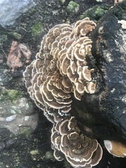 Trametes versicolor