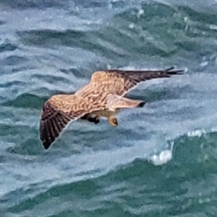 Falco tinnunculus