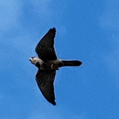 Falco tinnunculus
