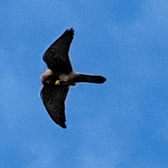 Falco tinnunculus