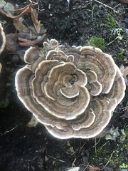 Trametes versicolor