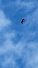 Falco tinnunculus