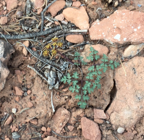 Jones' springparsley (Cymopterus jonesii)