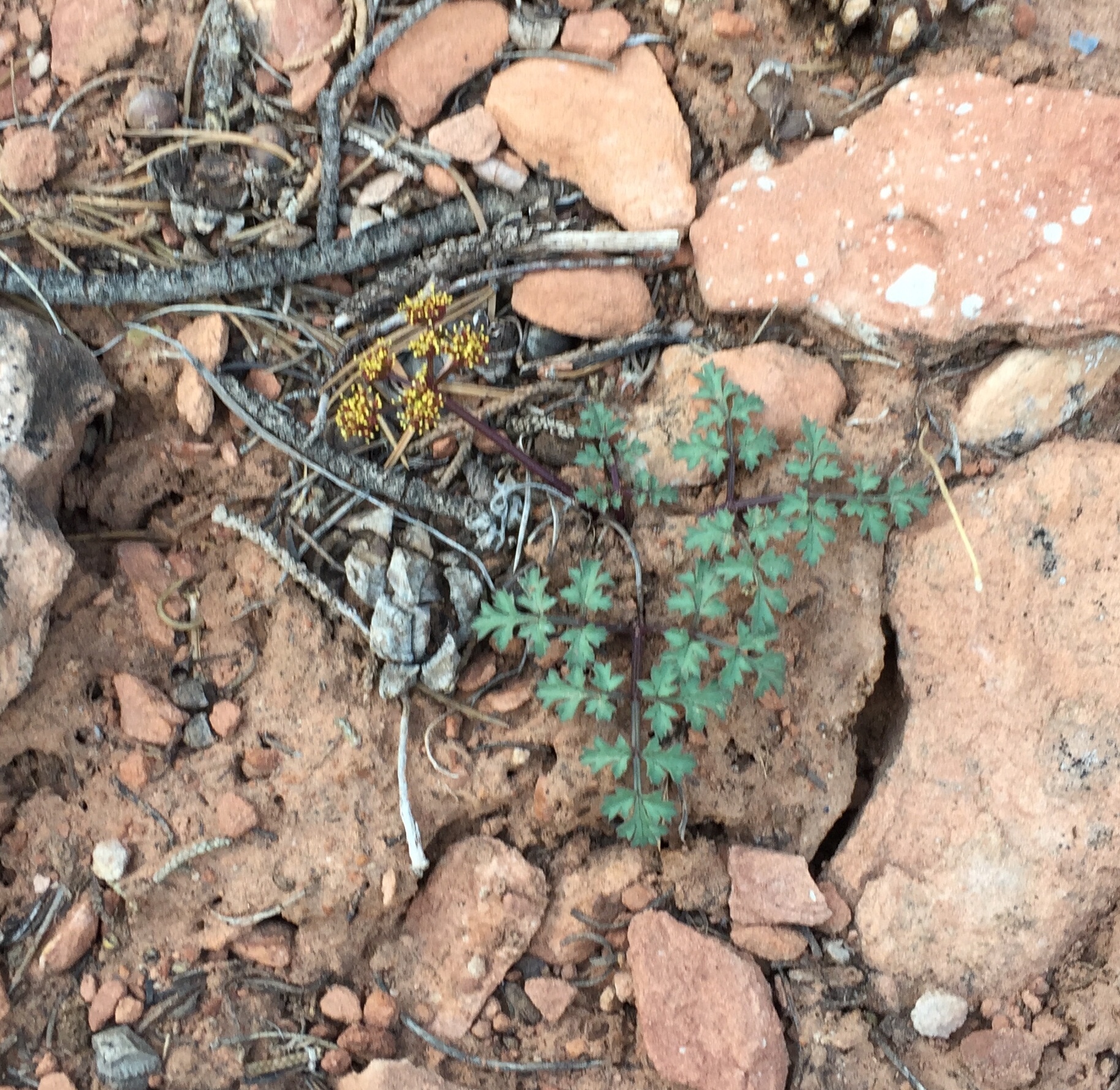 Cymopterus jonesii