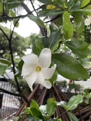 Gardenia