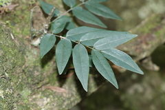 Derris involuta