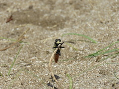 Eccritosia rubriventris