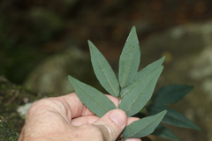 Derris involuta
