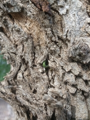 Psittacanthus sonorae