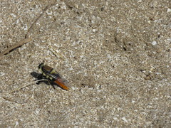 Eccritosia rubriventris