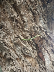 Psittacanthus sonorae