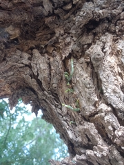 Psittacanthus sonorae