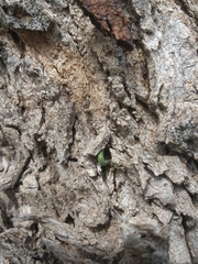 Psittacanthus sonorae