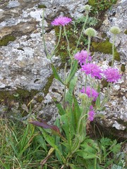 Knautia longifolia