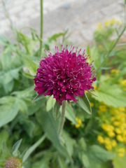 Knautia macedonica