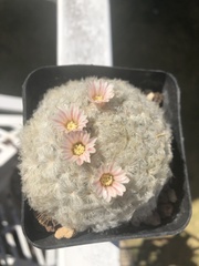Mammillaria plumosa