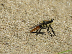 Eccritosia rubriventris