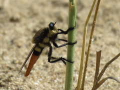 Eccritosia rubriventris