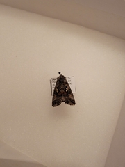 Syngrapha octoscripta