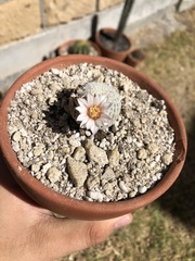Mammillaria pectinifera
