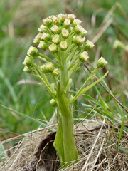 Petasites spurius