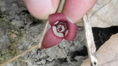 Asarum canadense reflexum