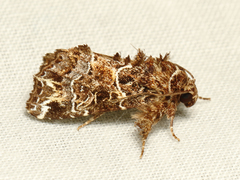 Callopistria subroseata