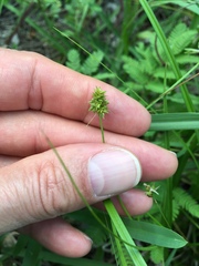 Carex leavenworthii