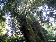 Myrceugenia planipes