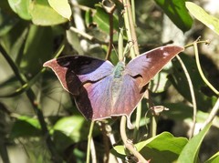 Memphis moruus