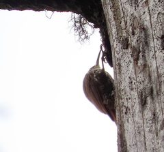 Lepidocolaptes leucogaster