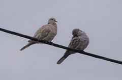 Streptopelia decaocto