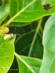 Diabrotica speciosa