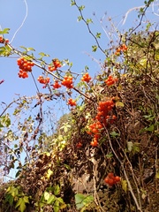 Solanum appendiculatum