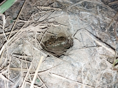 Leptodactylus bufonius