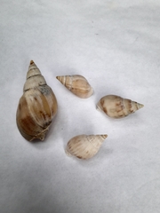 Buccinanops cochlidium