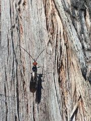 Callibracon capitator