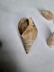 Buccinanops cochlidium