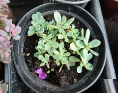 Hylotelephium cyaneum