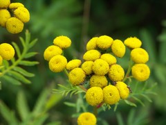 Tanacetum vulgare
