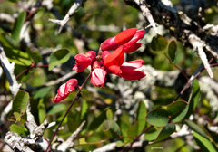 Camptosema rubicundum