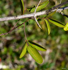 Camptosema rubicundum