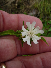 Silene repens