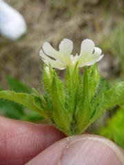 Silene repens