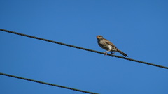 Passer domesticus